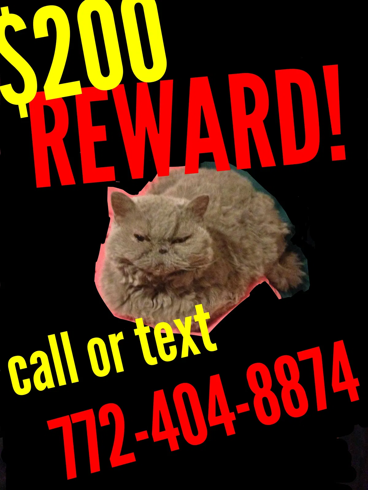 Lost cat in Port Saint Lucie, FL, 34953