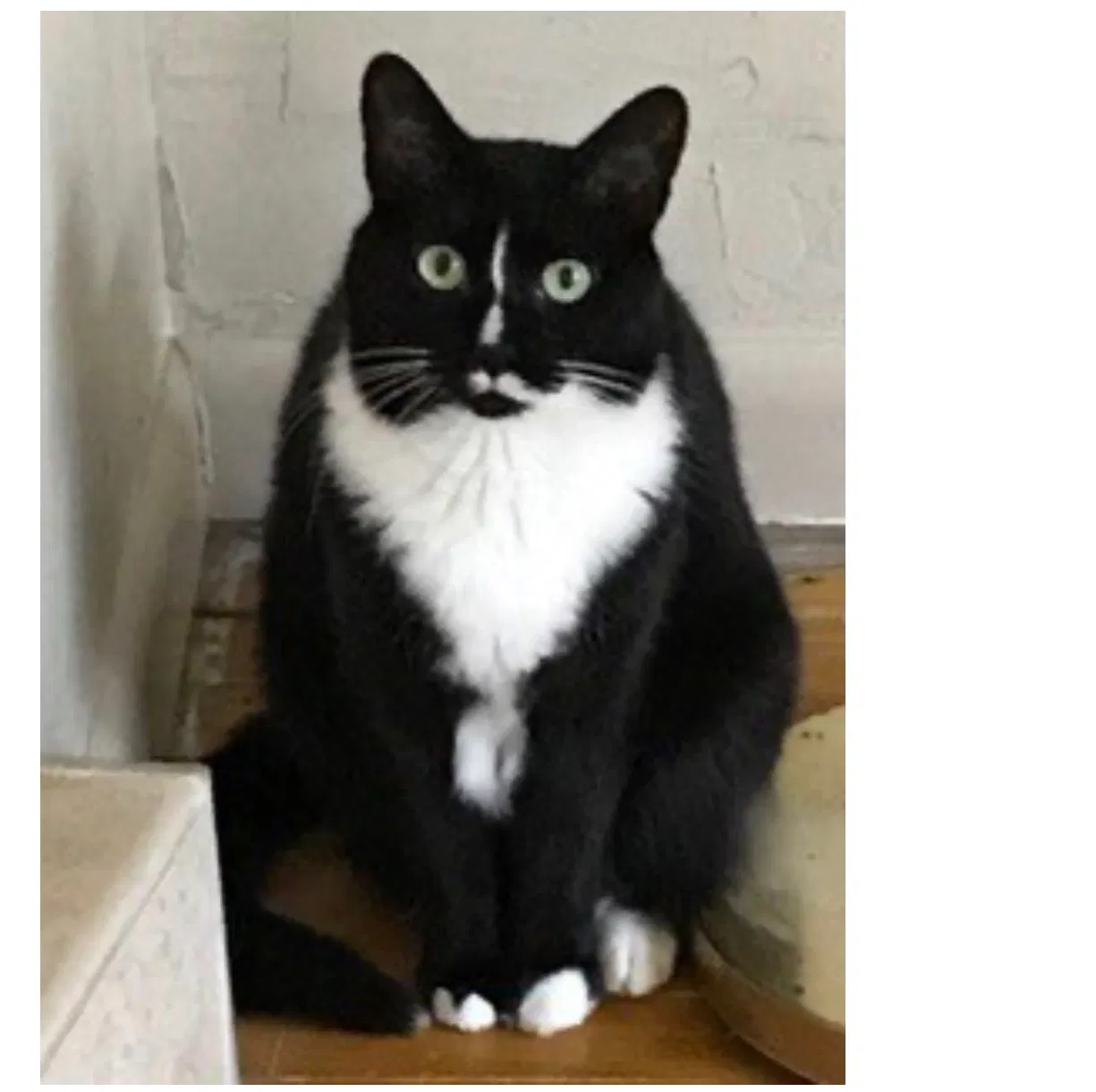 Lost cat in Baltimore, MD, 21211