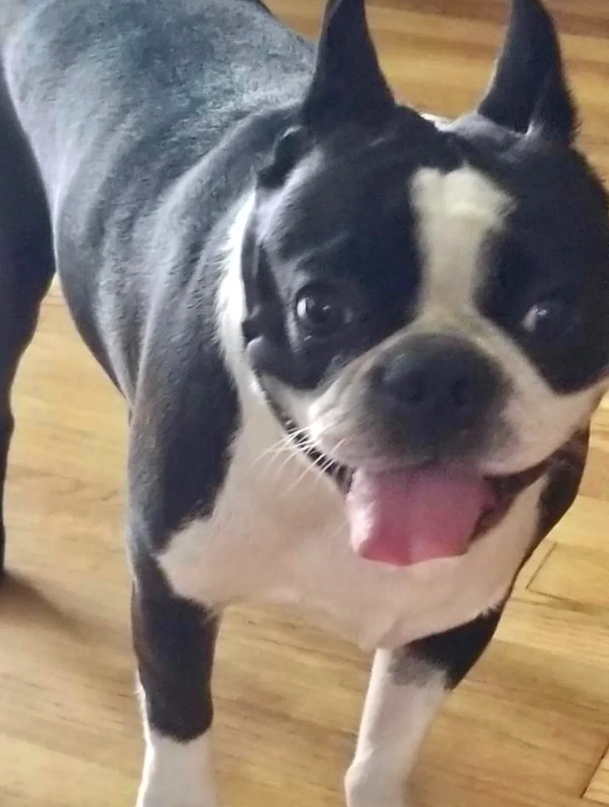 Lost dog in Wyandotte, MI, 48192