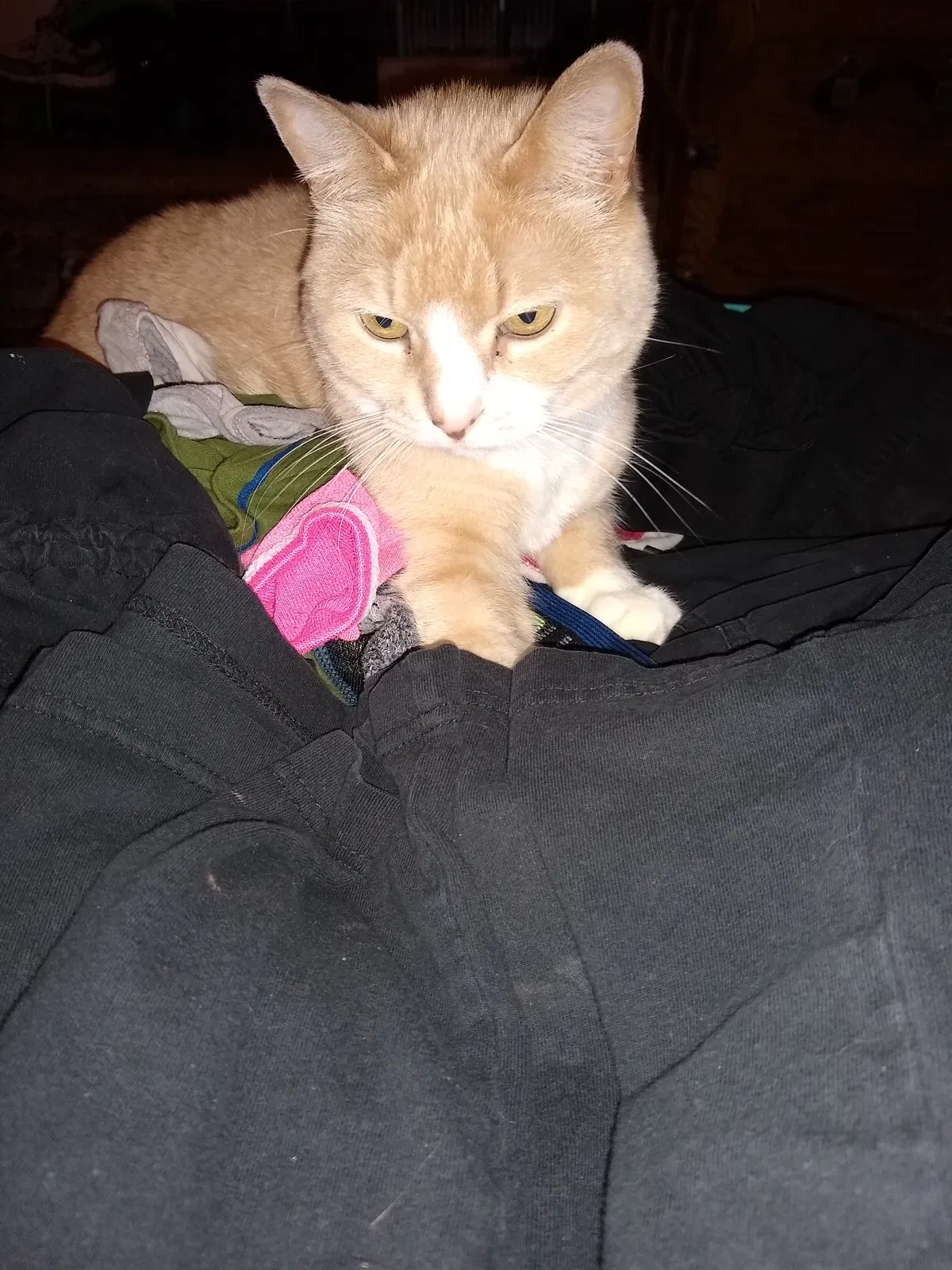 Lost cat in Sioux Falls, SD, 57104