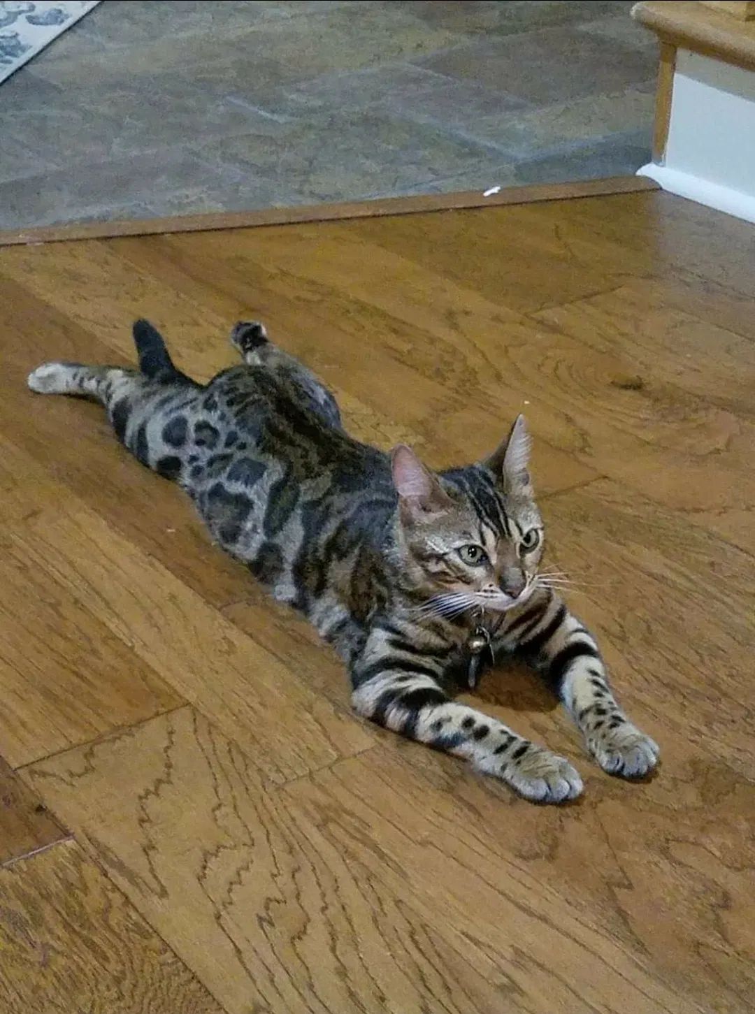 Lost cat in Lafayette, LA, 70503