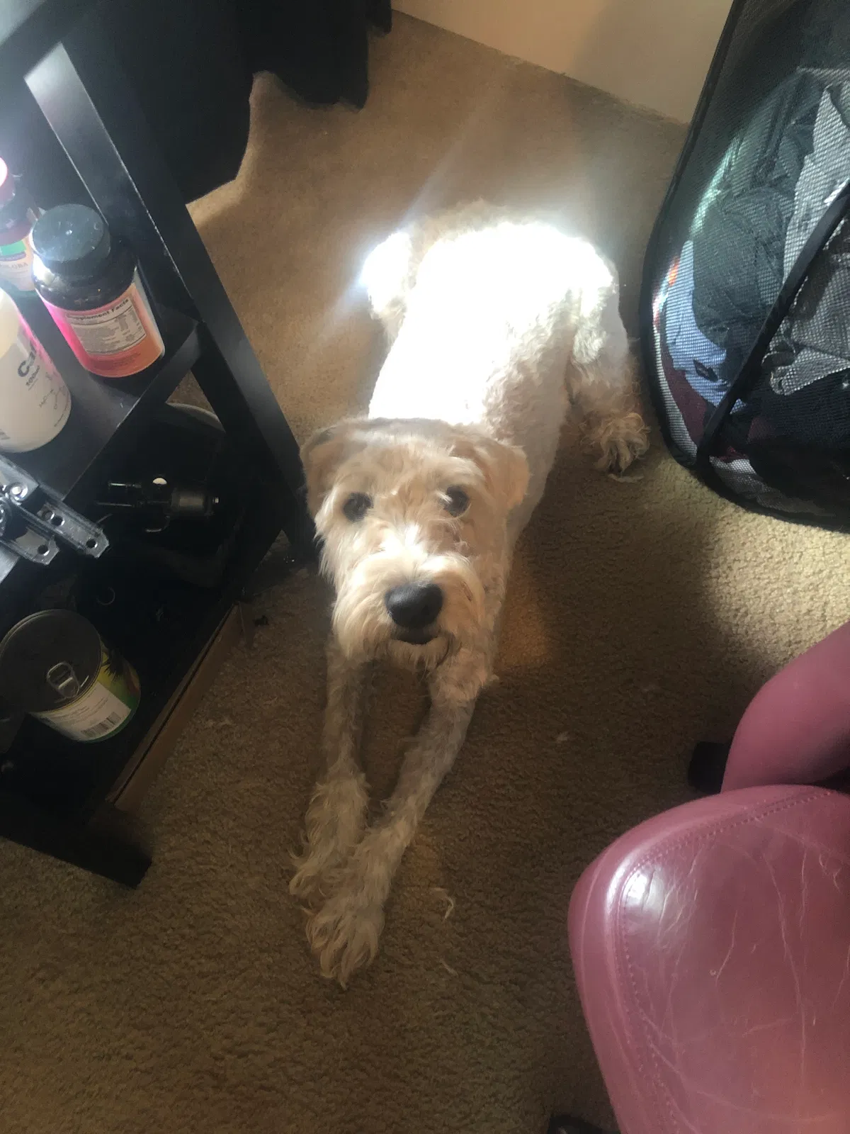 Lost dog in College Station, TX, 77845