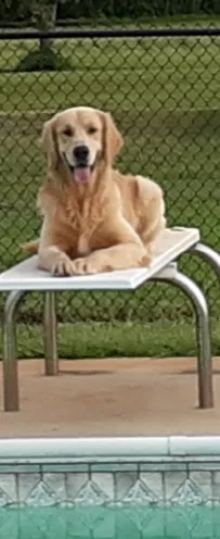 Lost dog in Bay Minette, AL, 36507