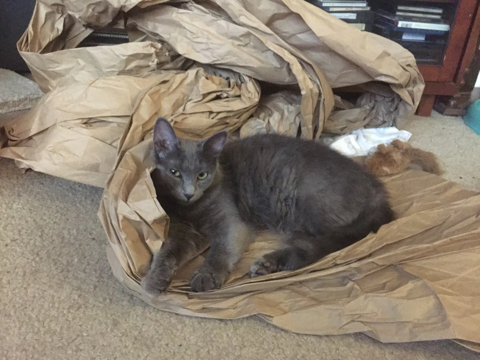 Lost cat in Dearborn, MI, 48126