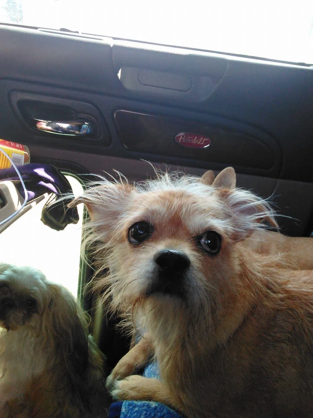 Lost dog in Hudsonville, MI, 49426