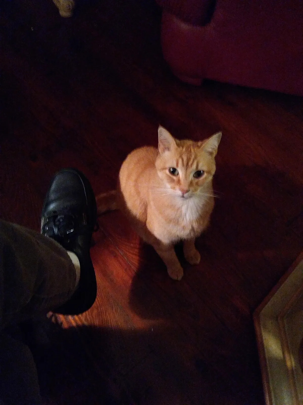 Lost cat in Douglasville, GA, 30135