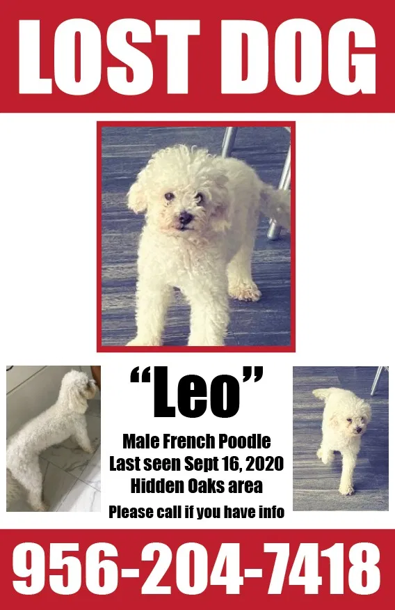 Lost dog in Brownsville, TX, 78526