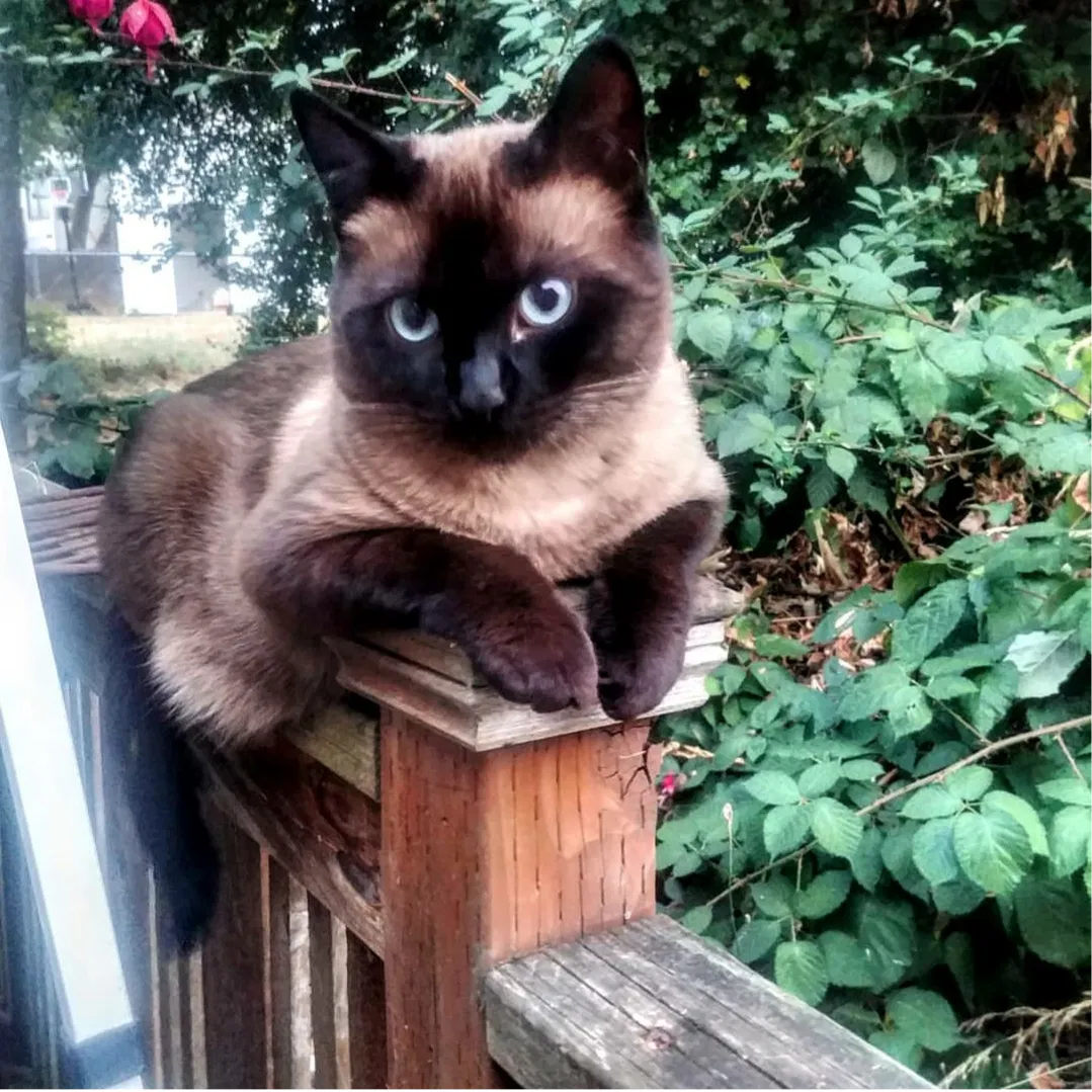 Lost cat in Oregon City, OR, 97045