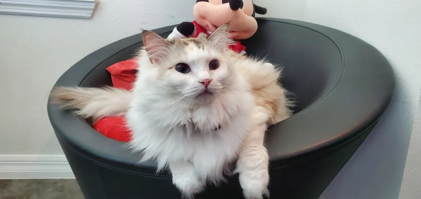 Lost cat in Kissimmee, FL, 34741