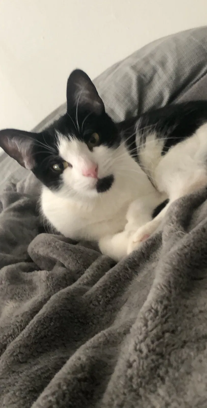 Lost cat in Rochester, NY, 14620