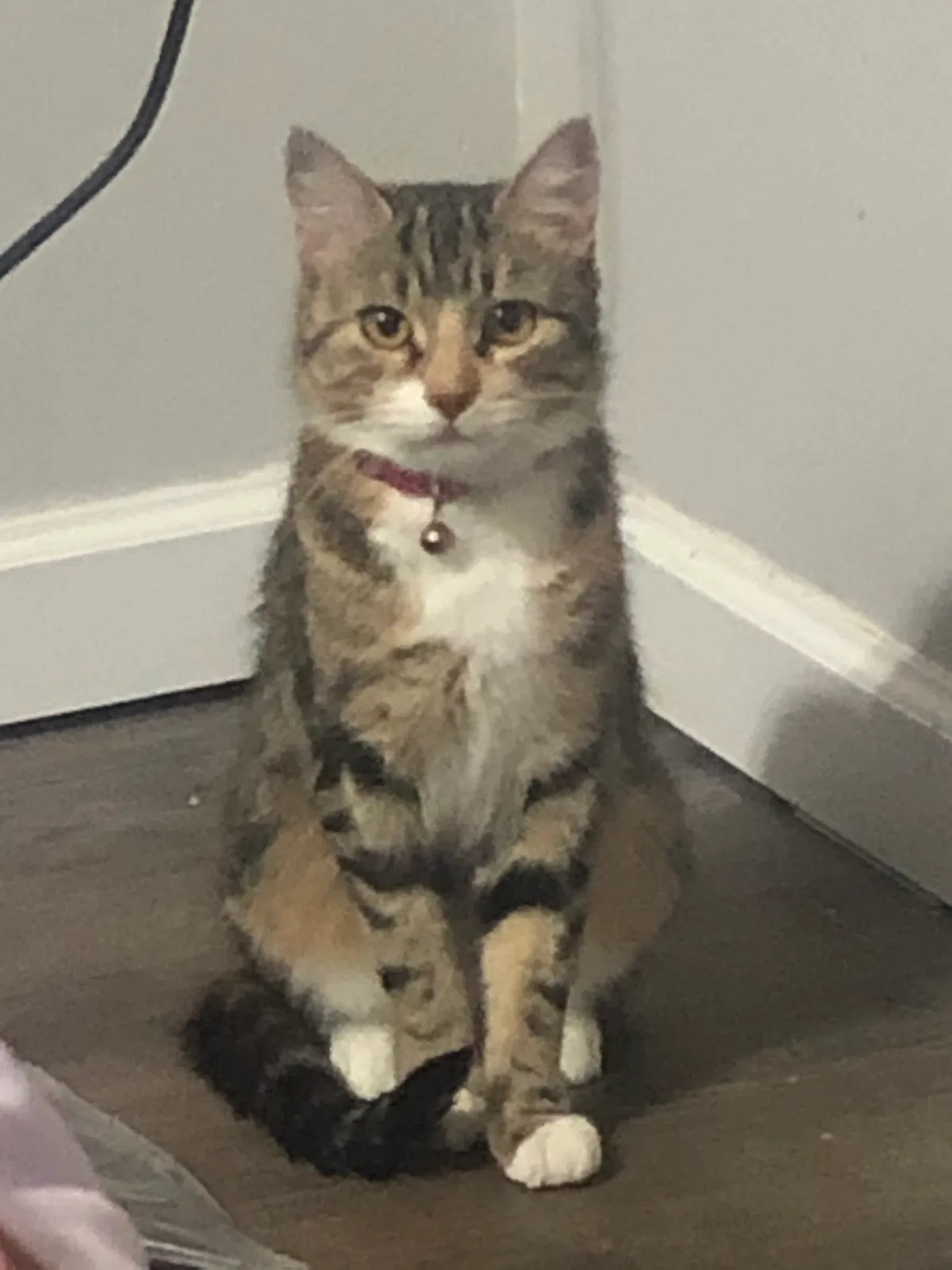 Lost cat in Philadelphia, PA, 19114