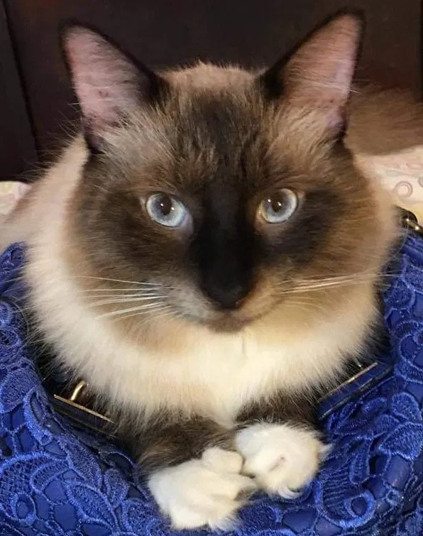 Lost cat in Cape Coral, FL, 33990
