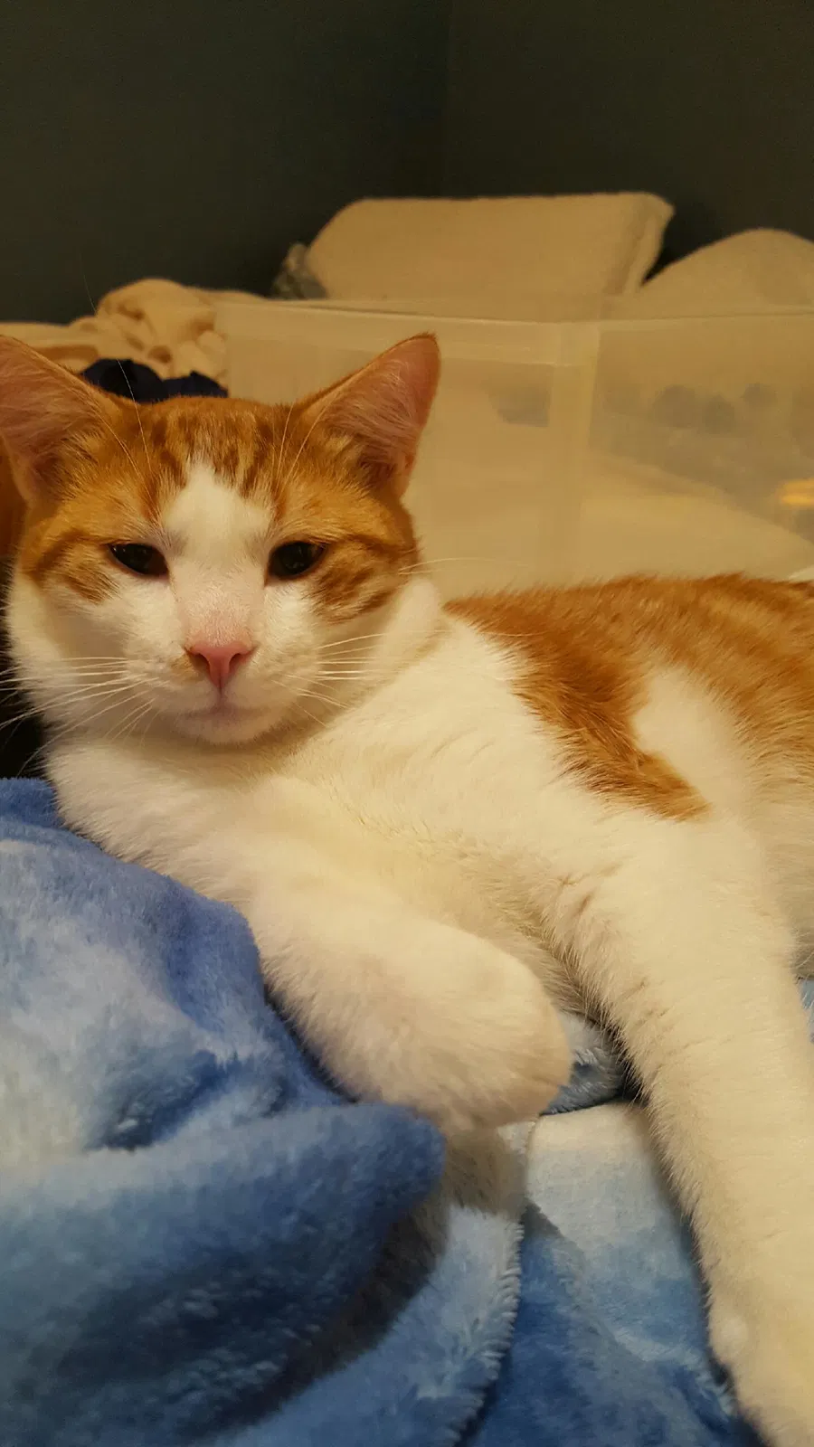 Lost cat in Springfield, OR, 97478