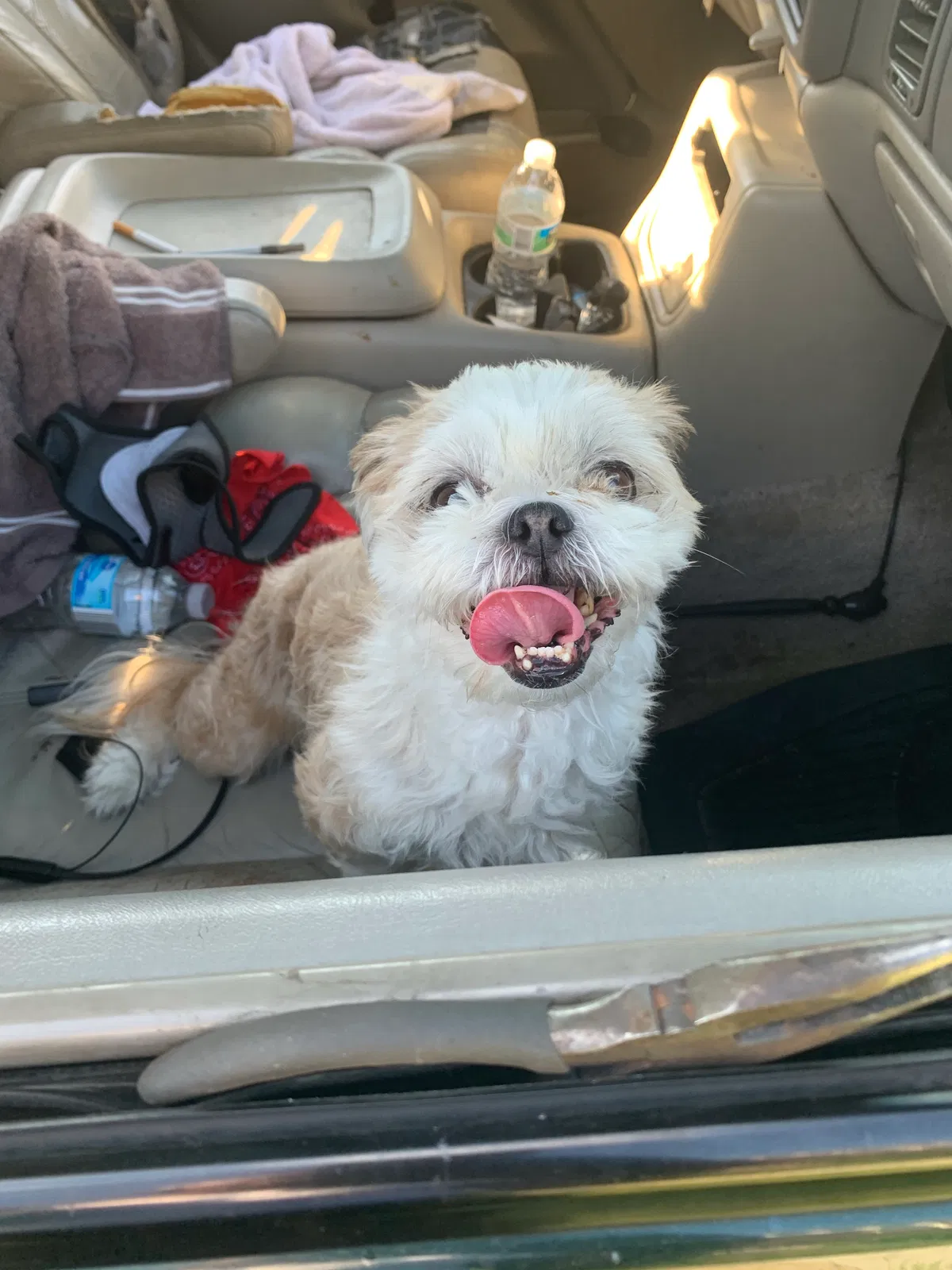Lost dog in Belleville, MI, 48111