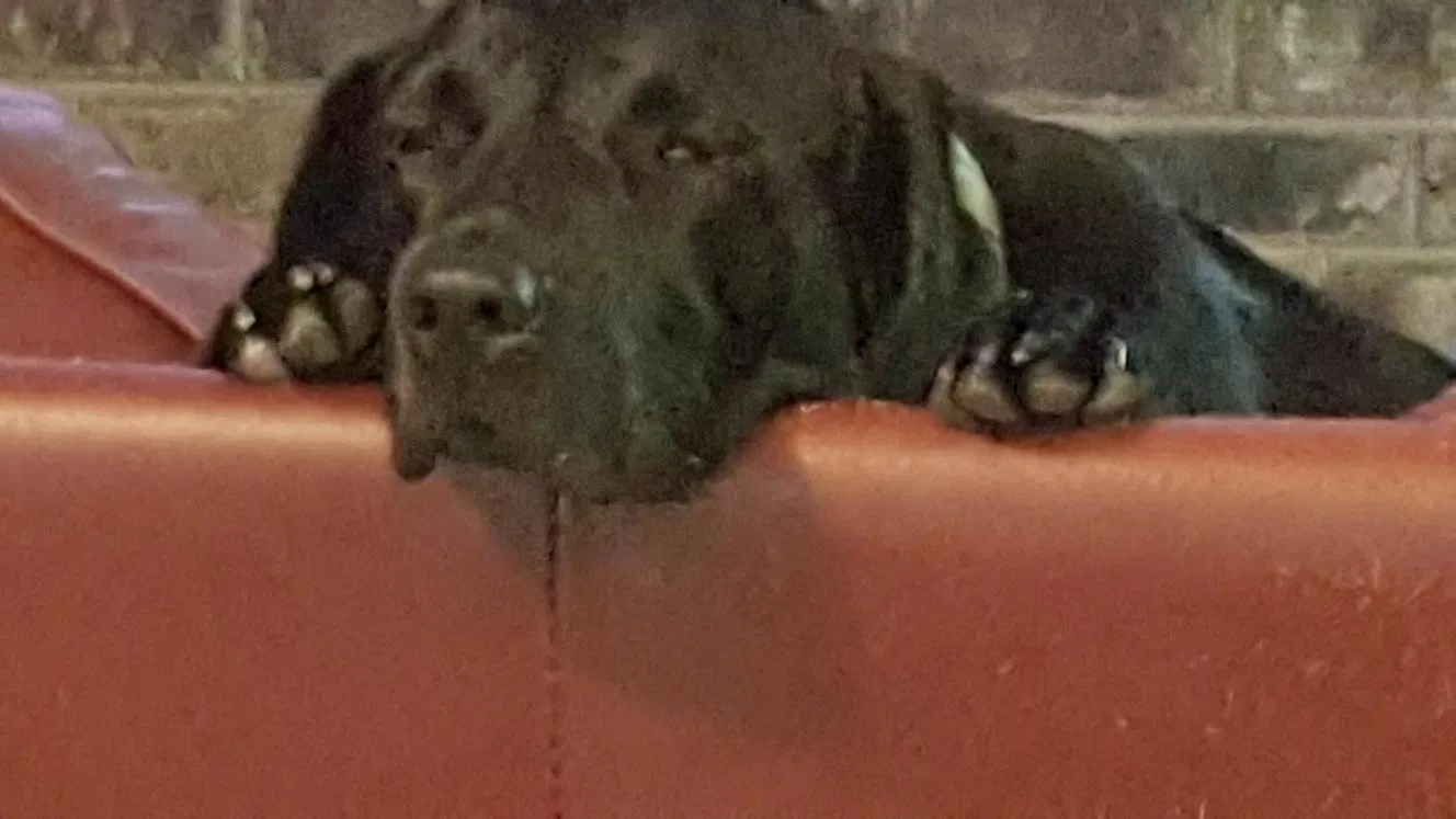 Lost dog in Jacksonville, FL, 32208