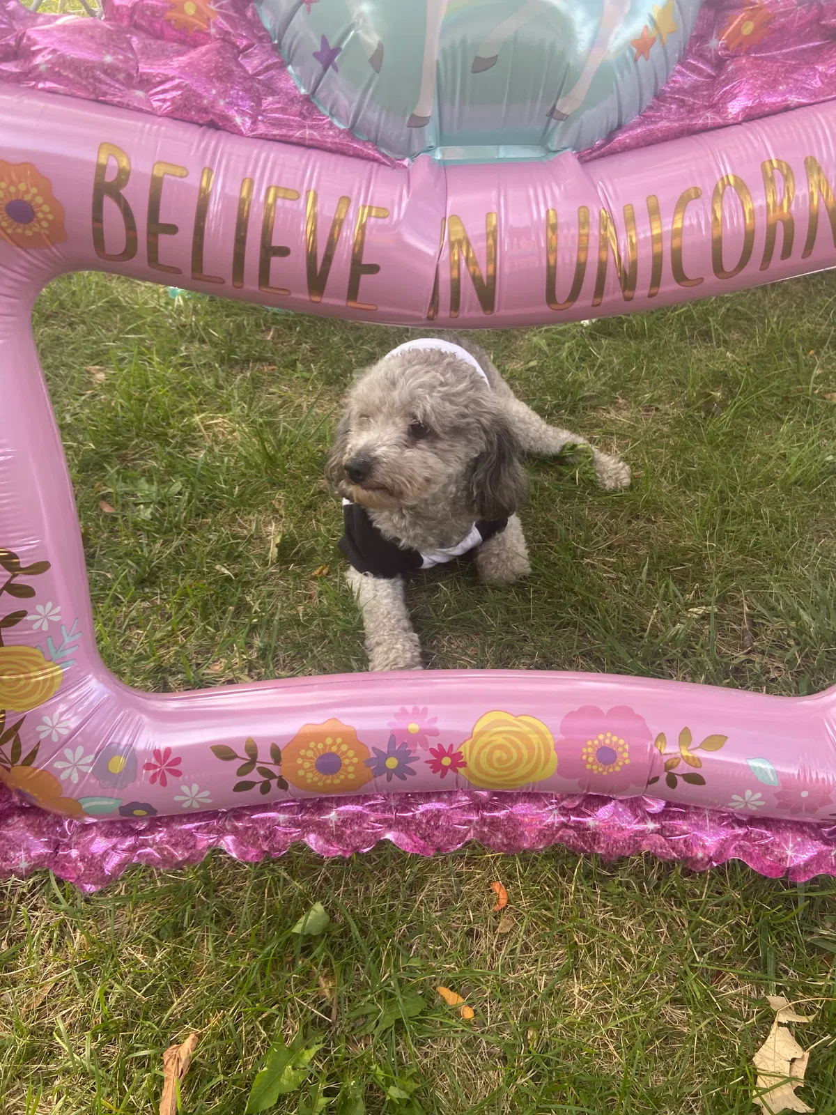 Lost dog in Detroit, MI, 48228