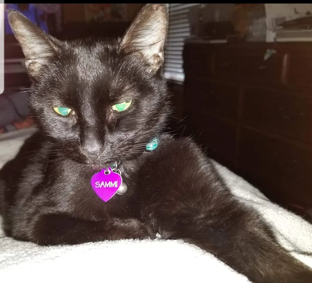 Lost cat in Little Rock, AR, 72210