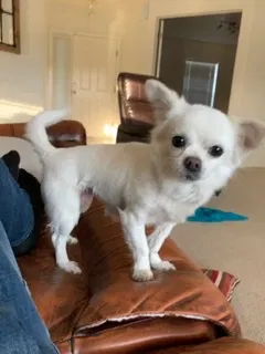 Lost dog in Ocala, FL, 34473