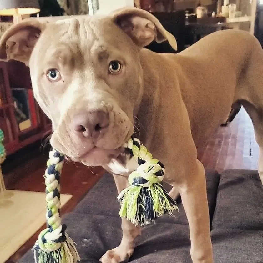 Lost dog in Shreveport, LA, 71104