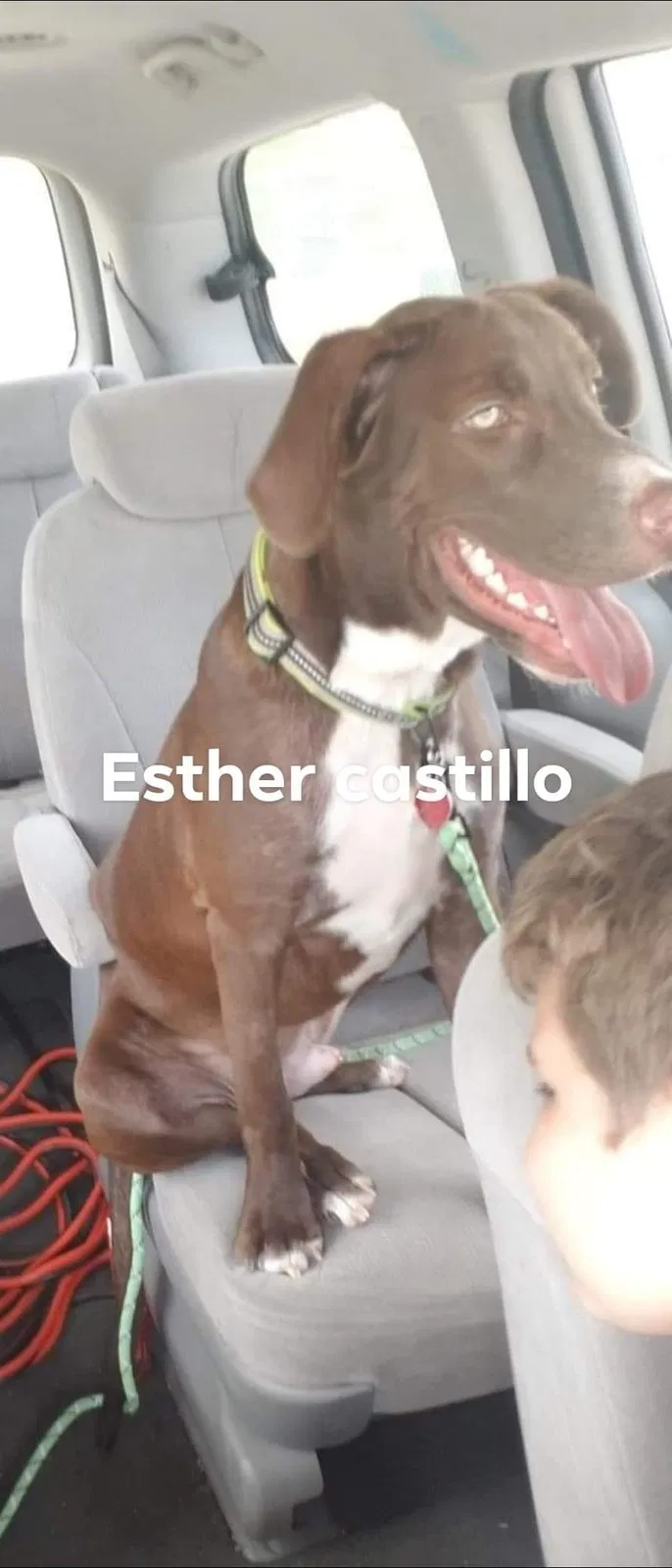 Lost dog in San Angelo, TX, 76903