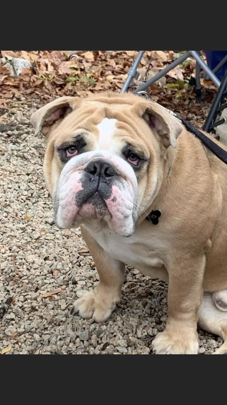 Lost dog in Clayton, NC, 27520