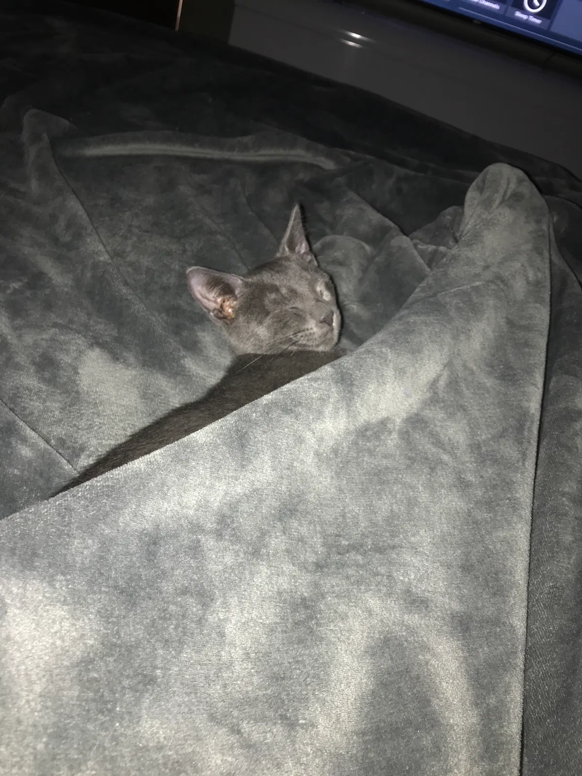 Lost cat in Inverness, FL, 34452