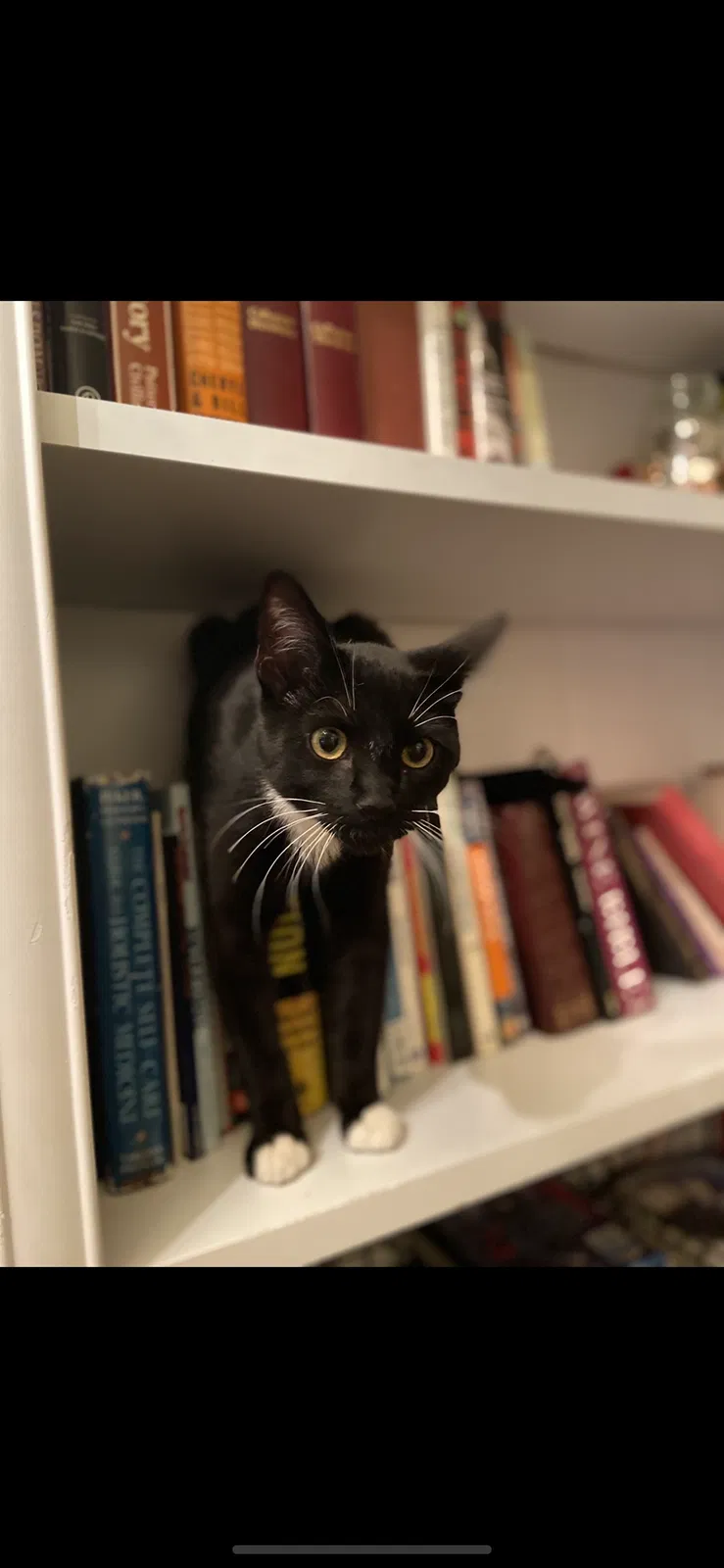 Lost cat in Fort Collins, CO, 80526