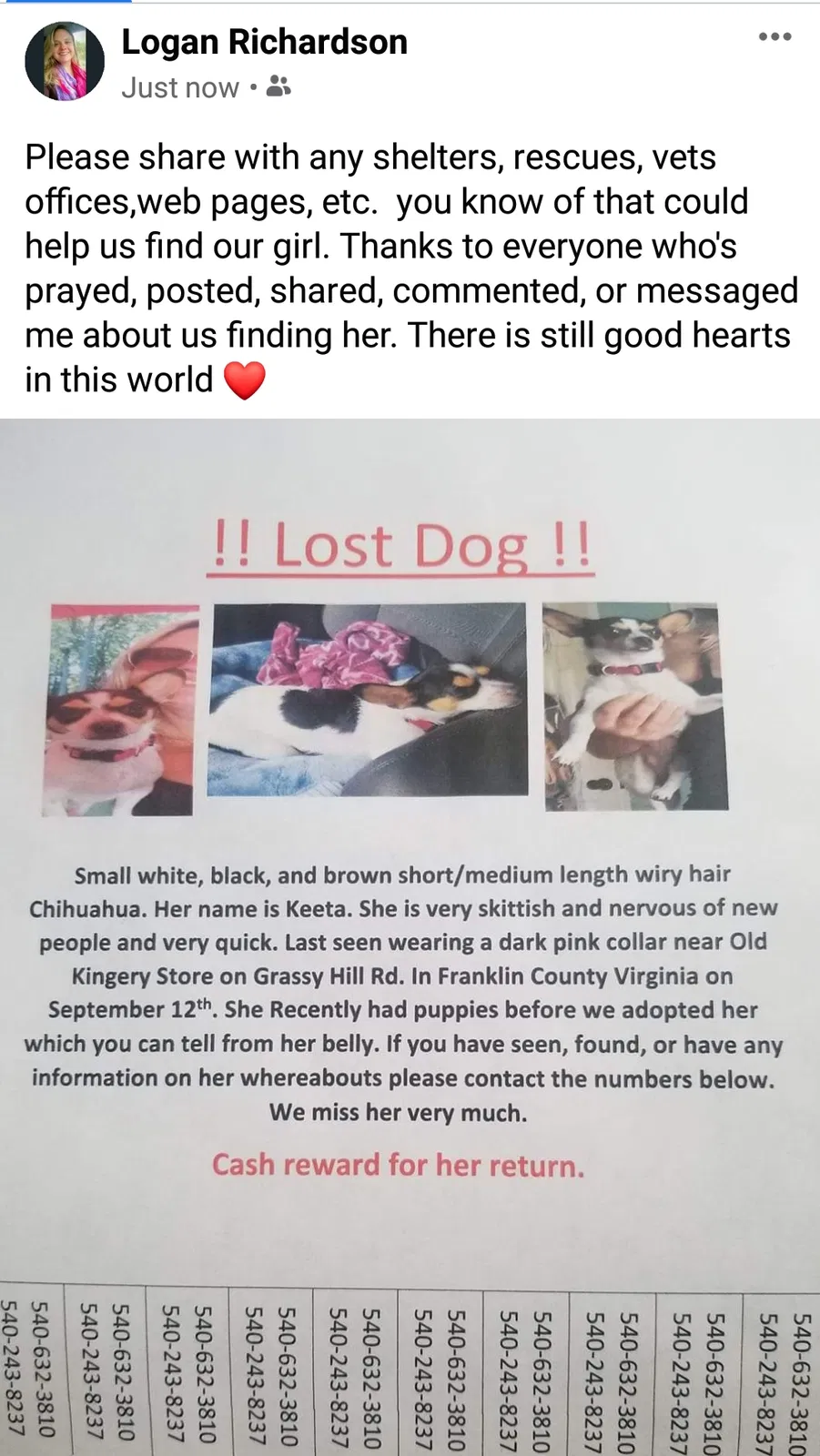 Lost dog in Rocky Mount, VA, 24151
