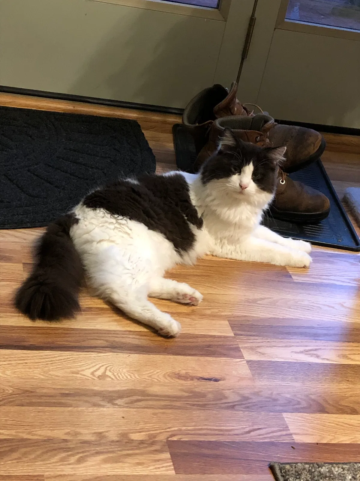 Lost cat in Campbellsport, WI, 53010