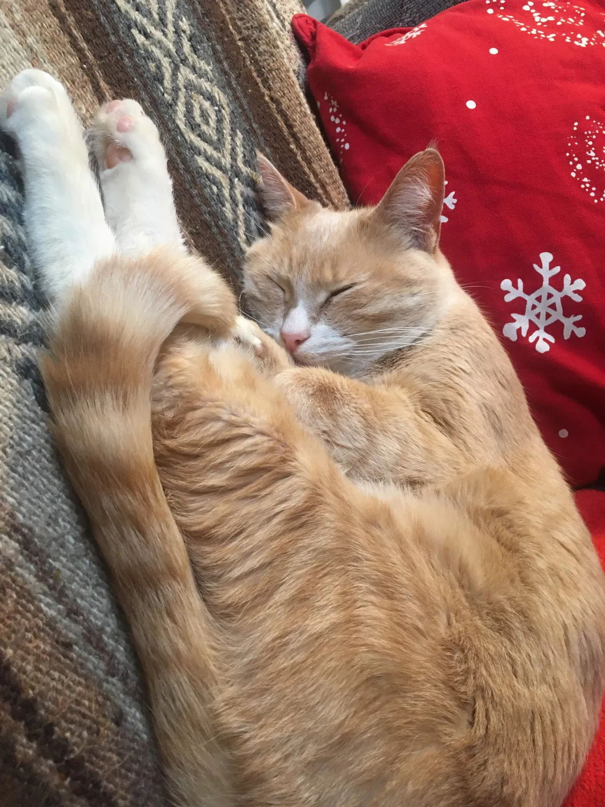 Lost cat in Shawnee, KS, 66226