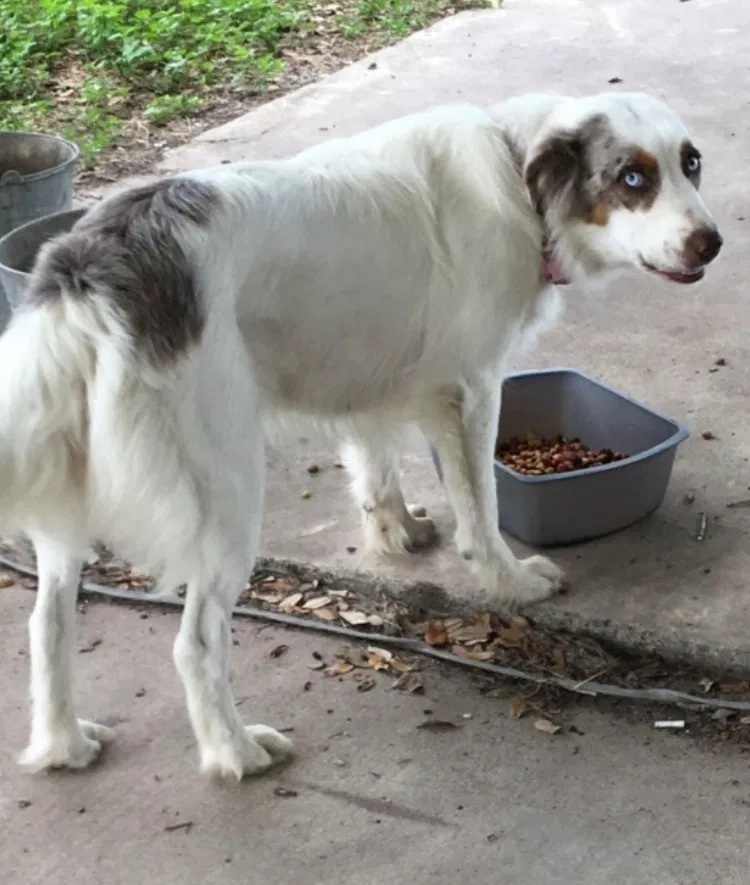 Lost dog in Goliad, TX, 77963