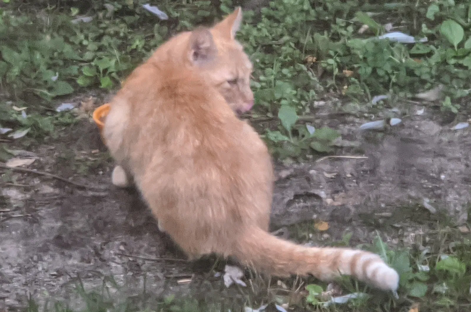 Found cat in Vineland, NJ, 8361