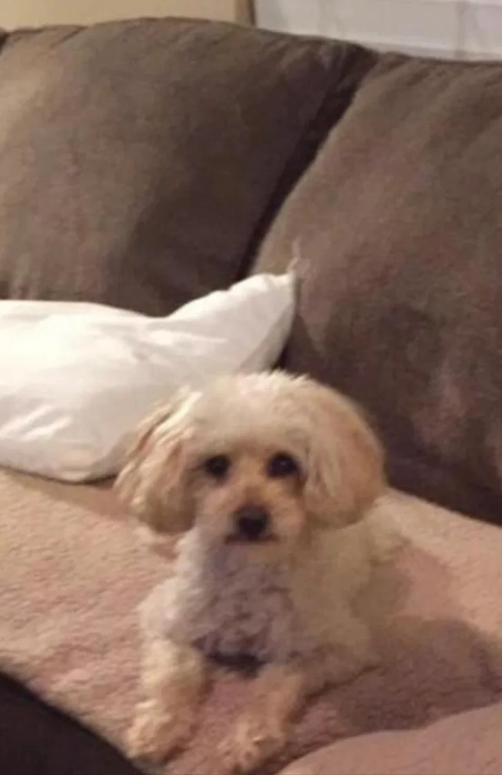 Lost dog in Joliet, IL, 60436