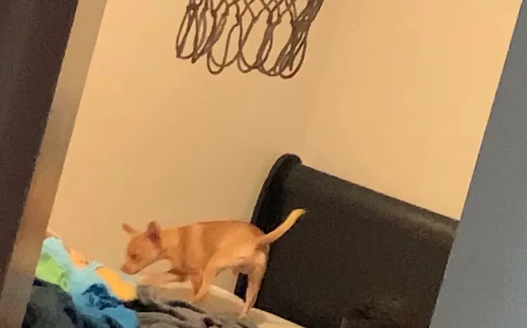 Lost dog in Miami, FL, 33162