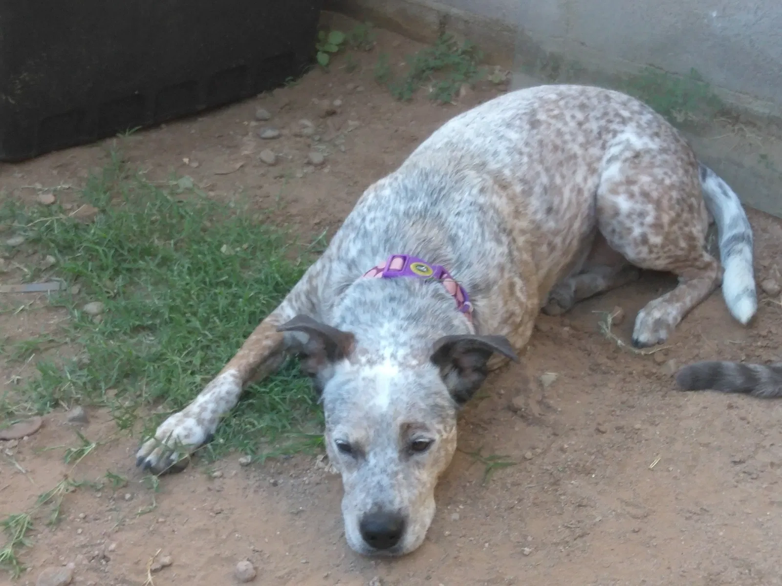 Lost dog in Phoenix, AZ, 85015