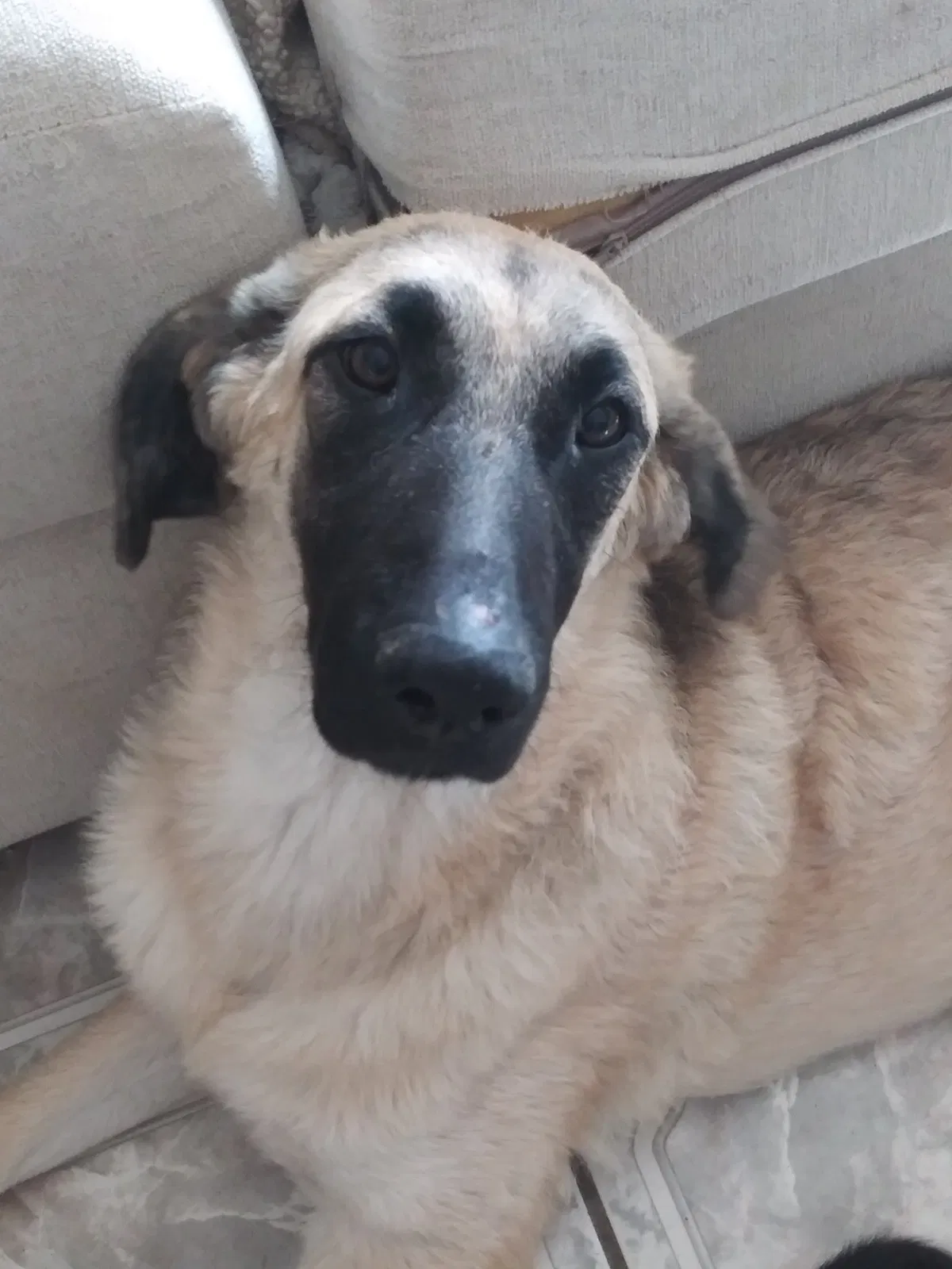 Lost dog in San Marcos, CA, 92078