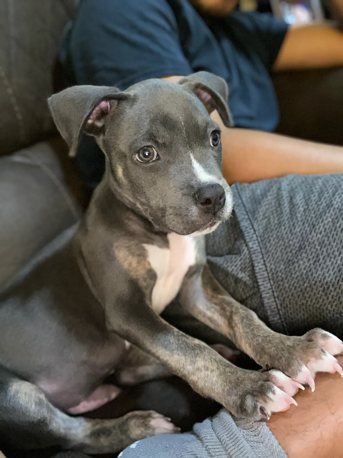 Lost dog in Pflugerville, TX, 78660