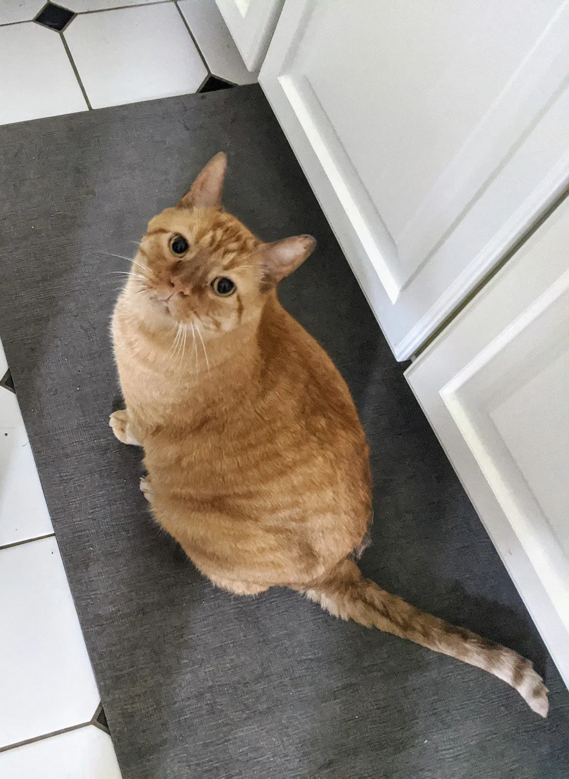 Lost cat in Minneapolis, MN, 55418