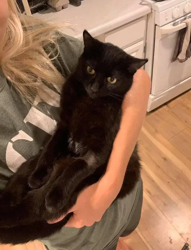 Lost cat in Homer Glen, IL, 60491