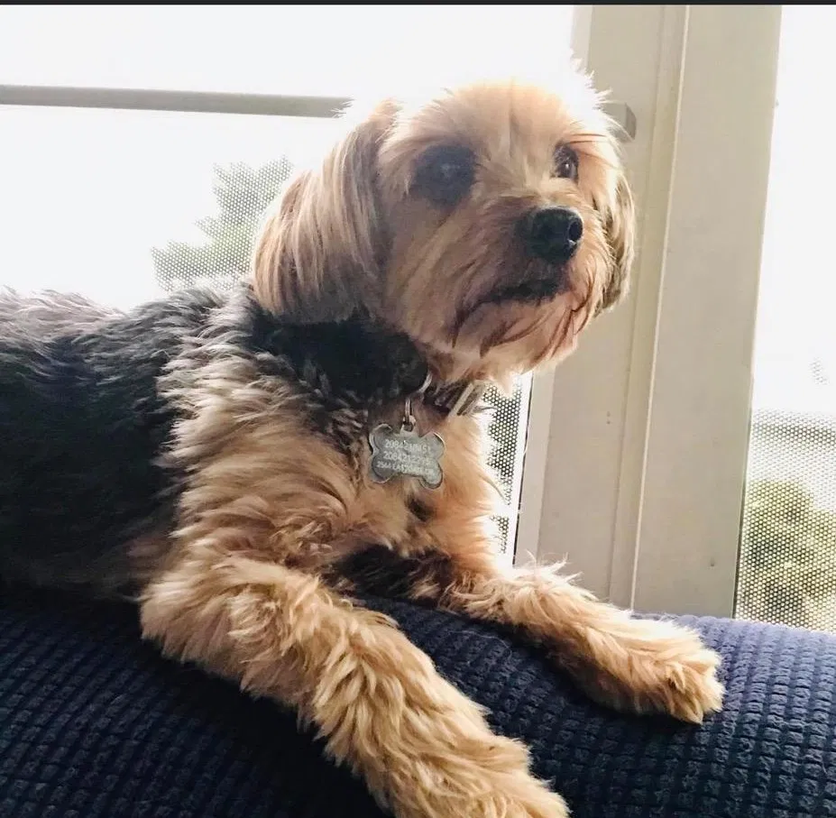 Lost dog in Redmond, WA, 98053