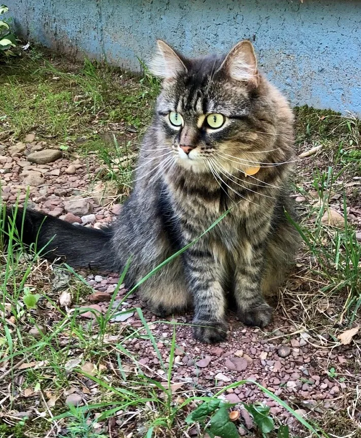 Lost cat in Berlin, CT, 6037