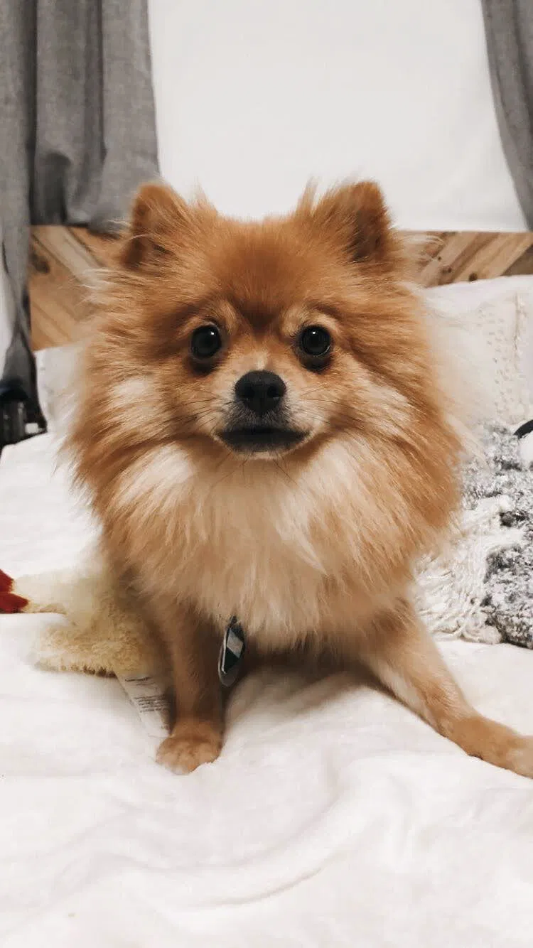 Lost dog in Ronkonkoma, NY, 11779