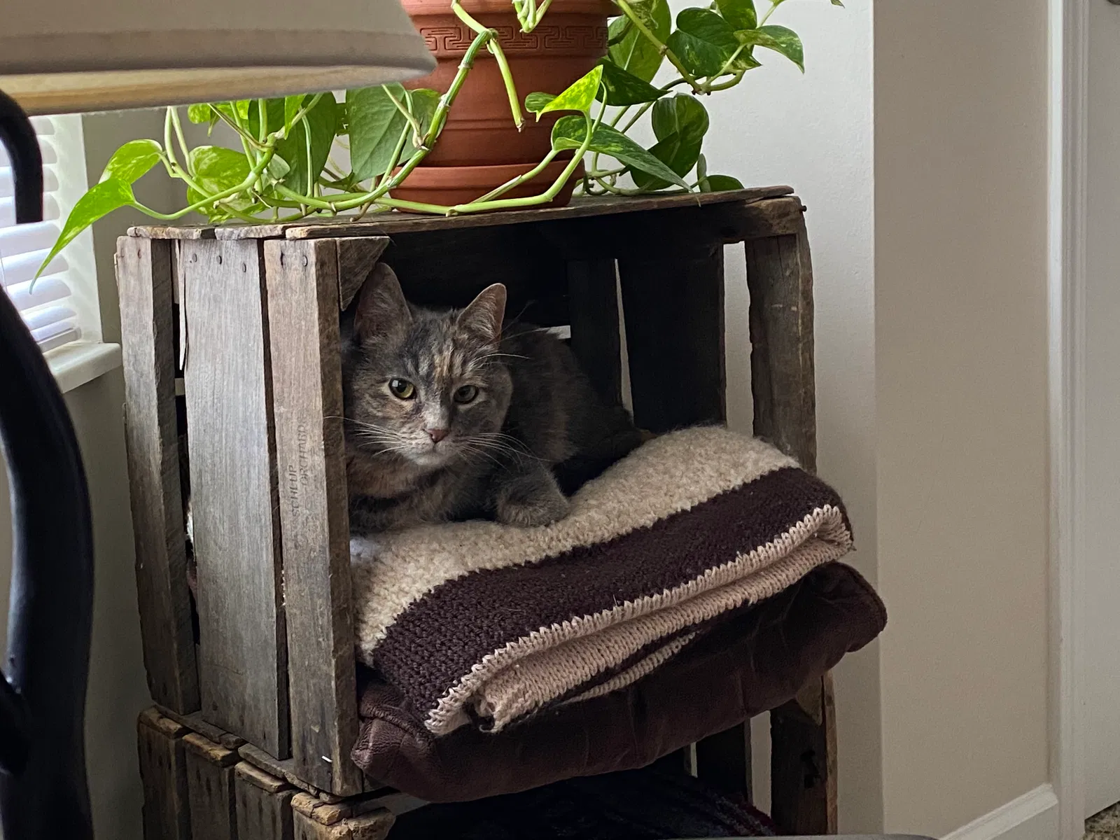Lost cat in Hilliard, OH, 43026