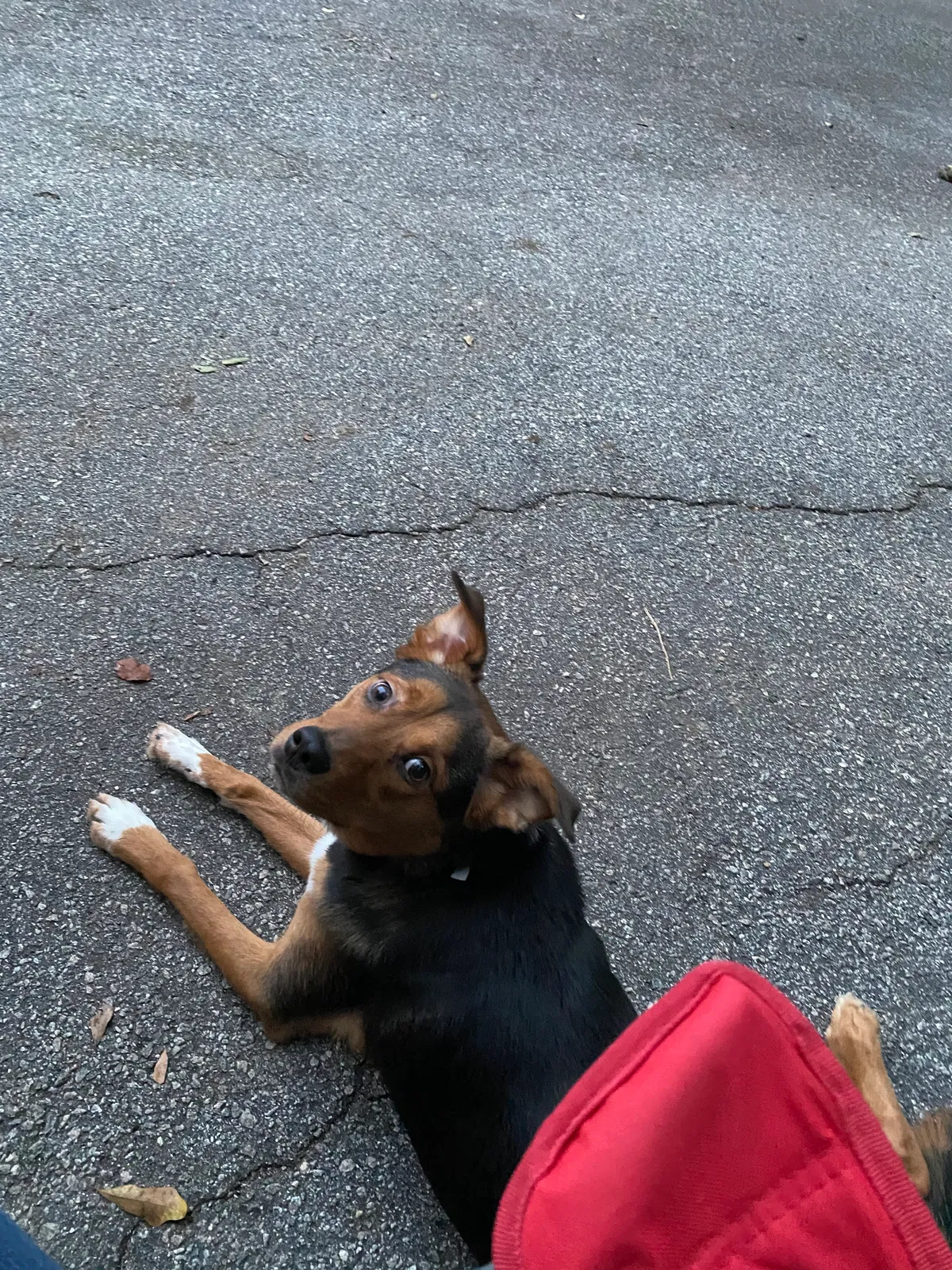 Lost dog in Fountain Inn, SC, 29644