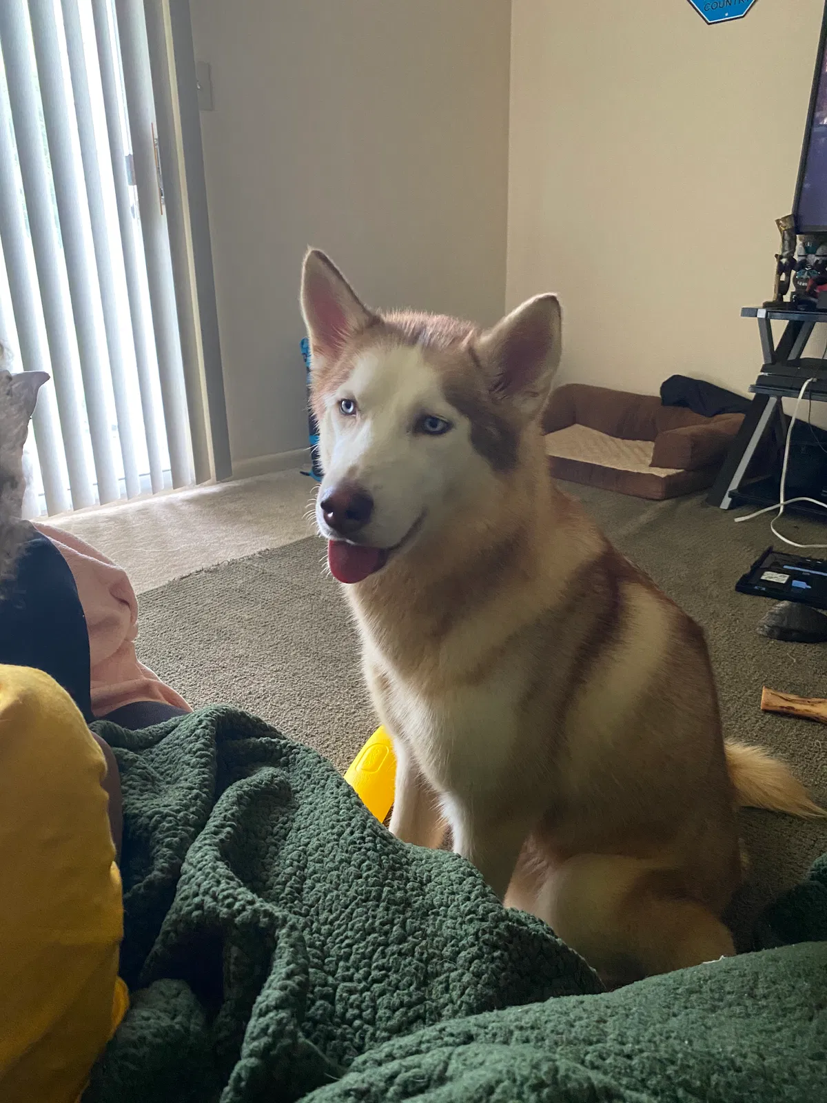 Lost dog in Virginia Beach, VA, 23462