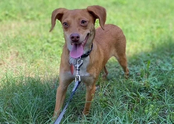 Lost dog in Pensacola, FL, 32501