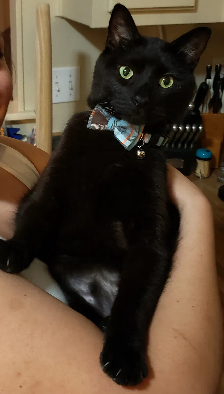 Lost cat in Maumelle, AR, 72113