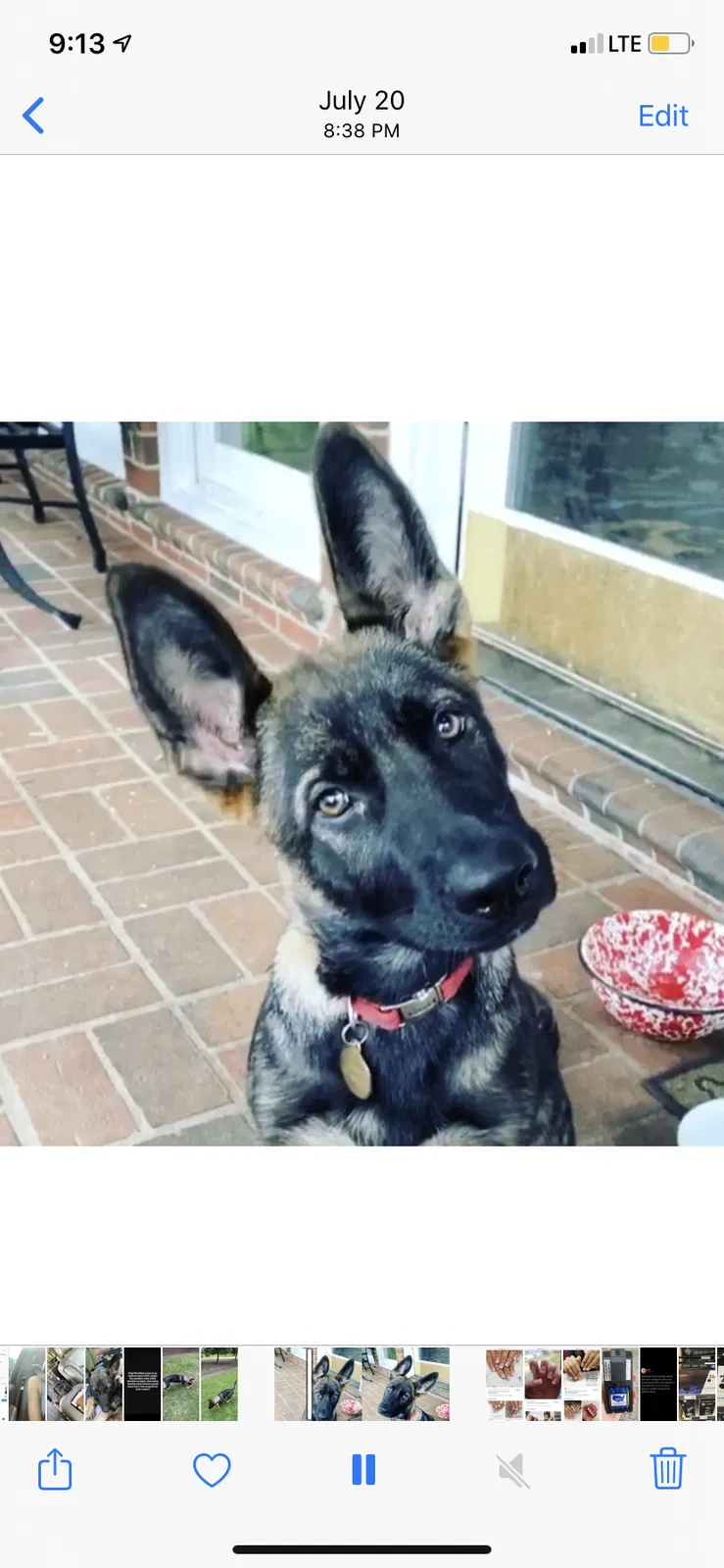 Lost dog in Stedman, NC, 28391