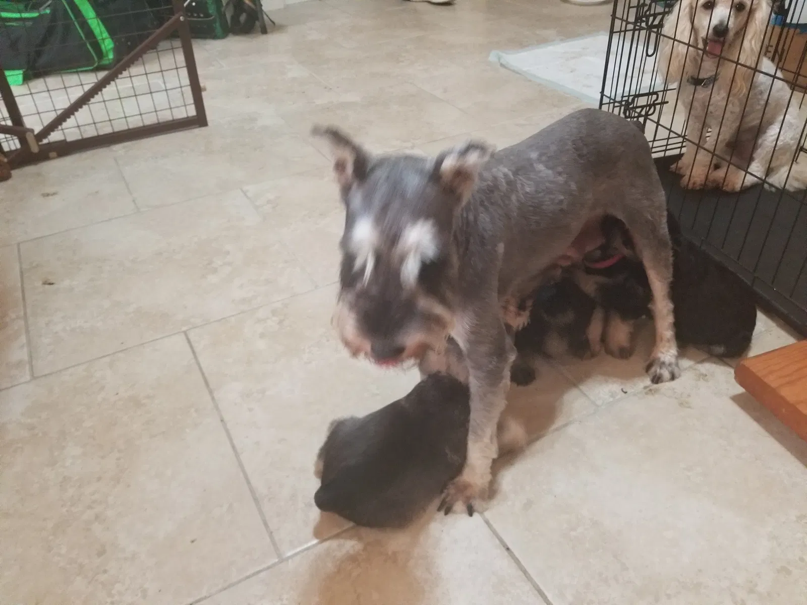 Lost dog in Houston, TX, 77034