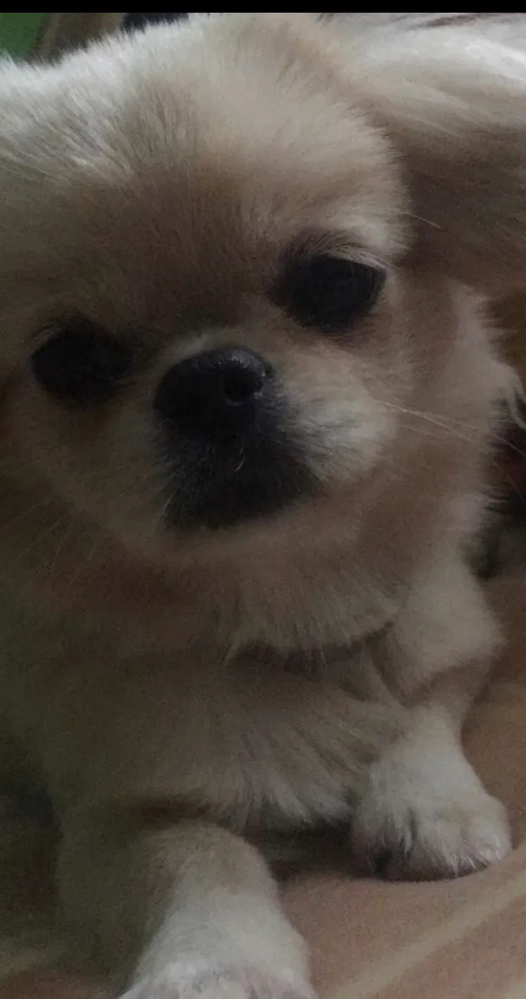 Lost dog in Haughton, LA, 71037